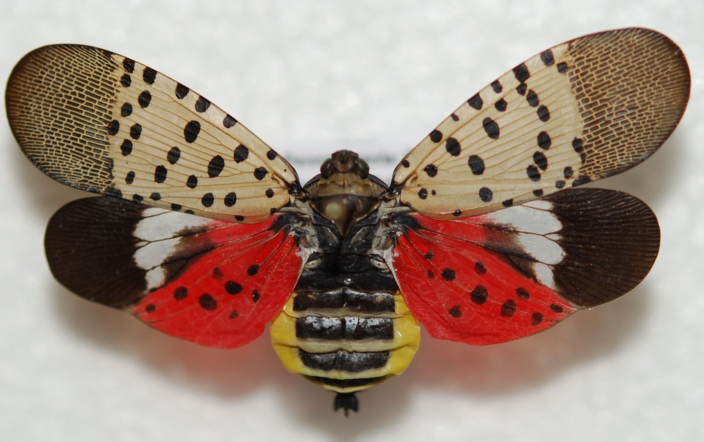 Spotted lanternfly with its flashy red wings spread open.